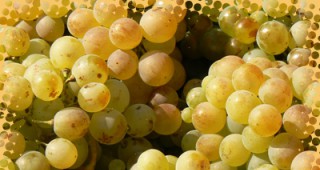 Големите производители на грозде в Западна Европа отчитат най-слабата си рекoлта от десетилетия