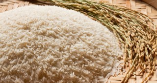 Реколтата от ориз е най-слаба от 5 години насам