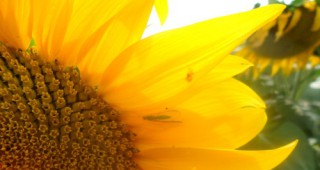 Във Видинския регион са ожънати над 70% от площите засети със слънчоглед