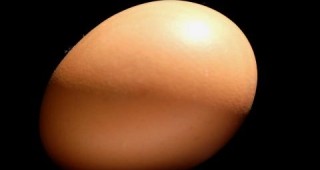 Индийска кокошка снесе гигантско яйце