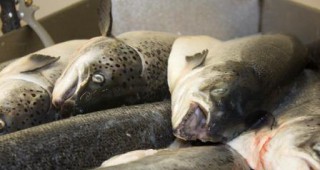 Българо-шведска фирма ще отвори предприятие за преработка на риба в Айтос