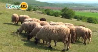 35 овце и 74 кози в село Стоилово са умъртвени заради шарка