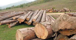 Количеството продадена дървесина за този отоплителен сезон е около 600 хил. куб. метра