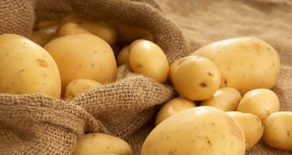 във Видинска област са засадени 375 дка с картофи
