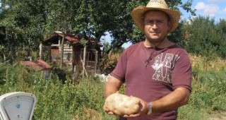 Картоф гигант произведоха в добричкото село Дончево