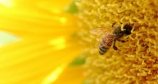 Стартира инициативата Дни на пчелния мед