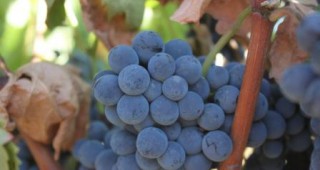 Лозарите в Пловдивска област се радват на една от най-добрите години за гроздето