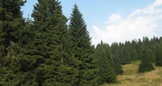 На 27 септември се отбелязва Световният ден на системата за горска сертификация FSC