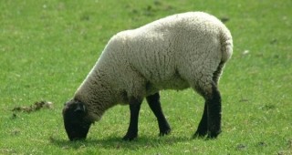 Черноглавата овца в Плевен – национална гордост на българското животновъдство