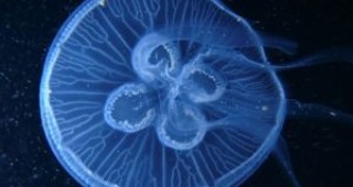 В Черно море - гигантски медузи