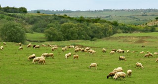 Овцевъди и козевъди ще получат близо 9,4 млн. лева по две схеми на de minimis