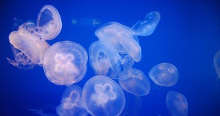 Нашествие от медузи спря АЕЦ в Швеция