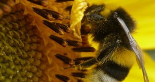 Списъкът с мерките за подпомагане на пчеларите няма да бъде променян