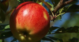 Институтът по земеделие представя 10 сорта ябълки на Празника на плодородието в Кюстендил