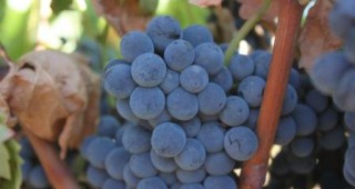 Събраната продукция от винените сортове лозя в Пловдивско е близо 32 хил. тона