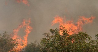 ИАГ: От пожари са засегнати 28 203 декара с иглолистни и широколистни насаждения и култури