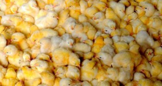 10 000 пилета оцеляха при пожар в птицеферма в белоградчишкото село Дъбравка