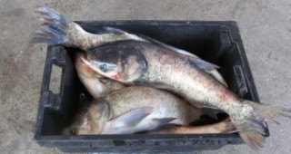 При проверки на инспектори на ИАРА са иззети 385 килограма риба