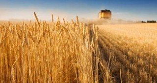Ден на пшеницата в Добруджанския институт