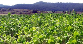 Производителите на тютюн в Кърджалийско очакват тазгодишната цена да е с 20% по-висока