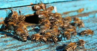 ДФЗ: Класирането за кошери и нови пчелни семейства приключи