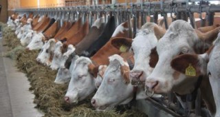 Фермите ще могат да продават по-големи количества мляко директно на крайни клиенти