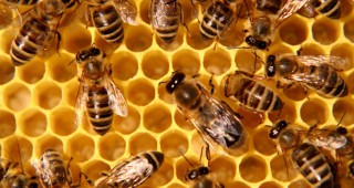 Какви грижи са необходими за пчелите при резки температурни промени?