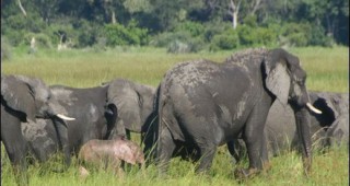 Бракониери в Зимбабве са изтровили 100 слона