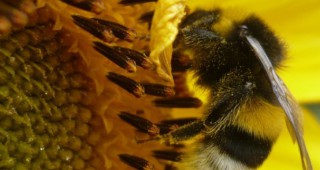 В Националния протест на 23 октомври ще участват и пловдивските пчелари