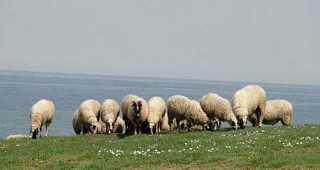 Индивидуалната електронна идентификация на овцете и козите остава задължителна