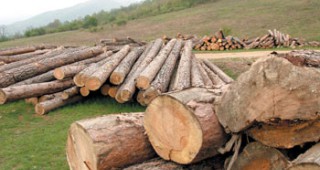 БСП готви законодателни промени, свързани с търговията на дървесина