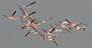 Розовите фламинги в Атанасовско езеро вече са две