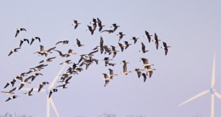МОСВ спря опасния за птиците ветропарк Смин в Крайбрежна Добруджа