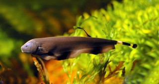 Екип от учени откри нов вид електрически риби в Гаяна