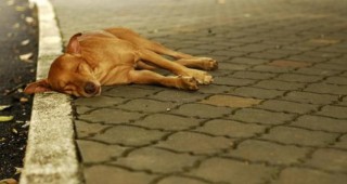 Мъртви кучета са намерени на централен булевард в Силистра