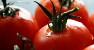Отровни домати и ягоди