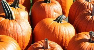Тиквата е една от най-здравословните и почитани есенни храни у нас