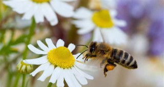 Ролята на пчелите за опрашването се оценява на милиарди