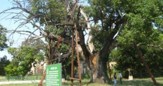 Гранитският дъб се бори за приза Дърво с корен 2013