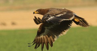 Степен орел е долетял край ивай­лов­г­радс­кото село Пелевун