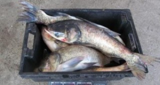 Инспектори на ИАРА Силистра хванаха лице, превозващо незаконно 25 кг риба