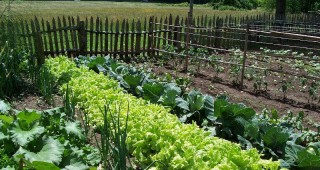 Градинарството намалява риска от сърдечен удар и инсулт