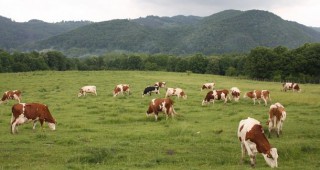 На животновъдите ще бъдат изплатени 41 млн. лева по схемите за специфично подпомагане за млечния сектор