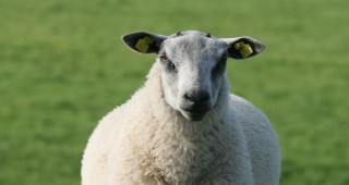 След 8-годишни изследвания учени дешифрираха генома на овцата