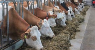 Пазарджишките млекопроизводители остават в протестна готовност