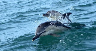 Учени са открили нов вид гърбати делфини край бреговете на Австралия