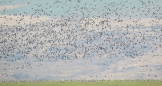 Първите за тази зима червеногуши гъски в България регистрира екип на БДЗП