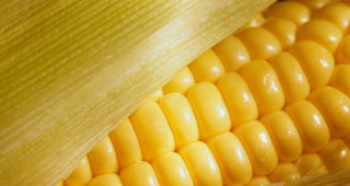 ЕС е на път да одобри отглеждането на нов вид генетично модифицирана царевица