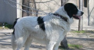 Екоинспекцията в Смолян раздаде безплатно на стопани от региона овчарски кучета