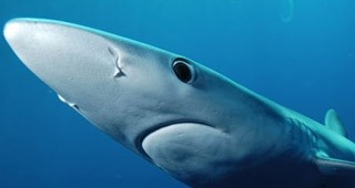 ЕС опазва акулите